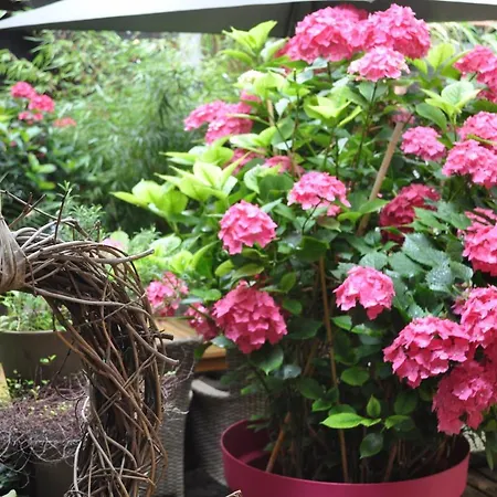 Gæstehus Hofgarten Rosa