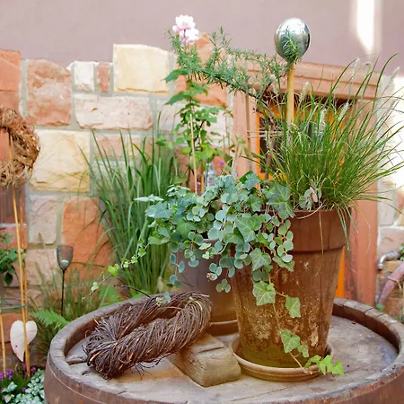 Hofgarten Rosa Ilbesheim bei Landau in der Pfalz