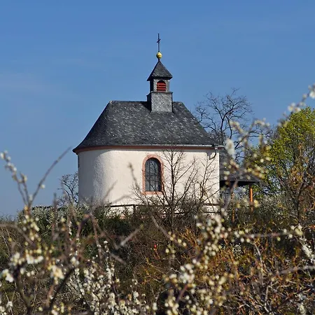Hofgarten Rosa