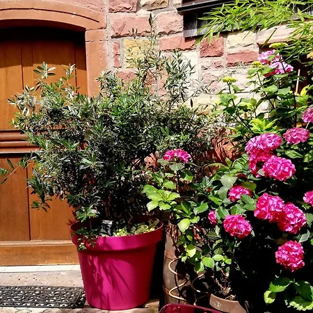 Hofgarten Rosa Ilbesheim bei Landau in der Pfalz