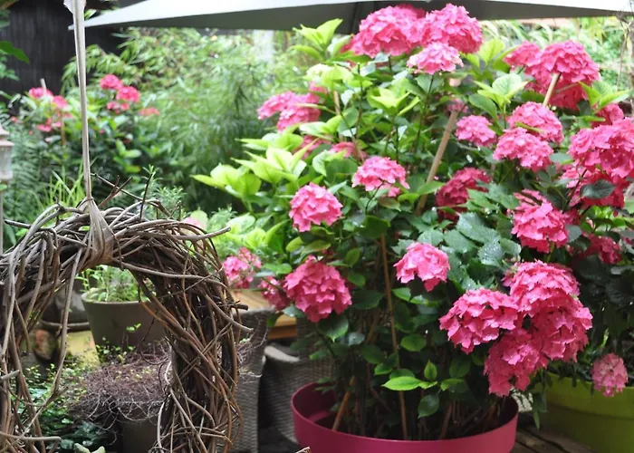 Gasthof Hofgarten Rosa